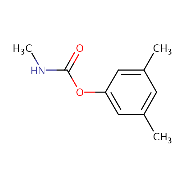 Structural image of XMC
